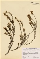 藏品(小山螞蝗)的圖片